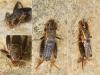 Mogoplistes brunneus